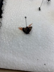 Chilocorus bipustulatus