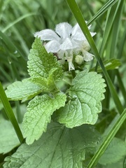 Lamium album