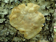 Tyromyces fumidiceps