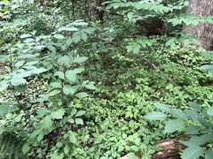 Rubus beamanii