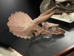 Triceratops