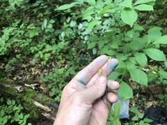 Rubus beamanii