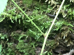 Rubus beamanii