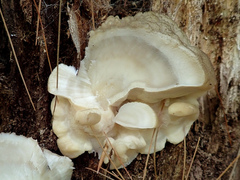 Tyromyces fumidiceps