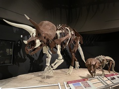 Triceratops