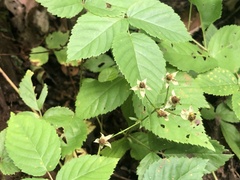 Rubus beamanii