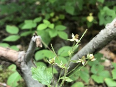 Rubus beamanii
