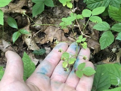 Rubus beamanii
