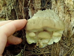 Tyromyces fumidiceps