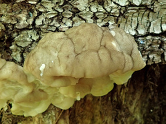 Tyromyces fumidiceps