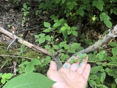 Rubus beamanii