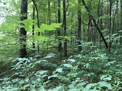 Rubus beamanii