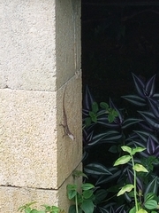 Anolis cristatellus cristatellus