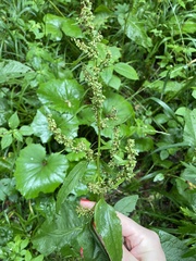 Rumex obtusifolius