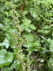 Rumex obtusifolius