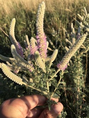 Dalea villosa villosa