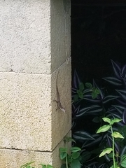 Anolis cristatellus cristatellus
