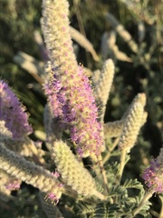 Dalea villosa villosa