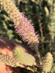 Dalea villosa villosa