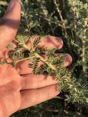 Dalea villosa villosa