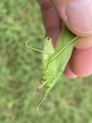 Scudderia curvicauda