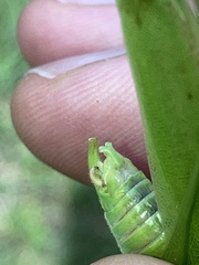 Scudderia curvicauda