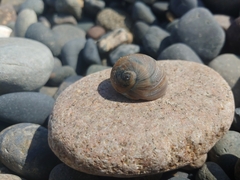 Glossaulax reclusiana