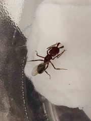 Odontomachus desertorum