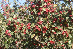 Crataegus macrosperma