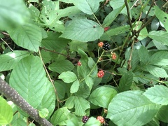 Rubus satis