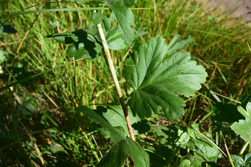 iNaturalist observation photo of Typical Leafhoppers