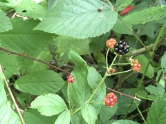 Rubus satis