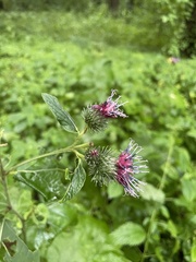 Arctium