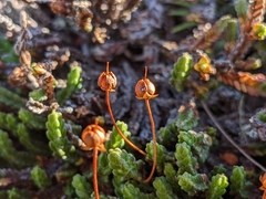 Cassiope tetragona