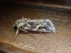 Spodoptera littoralis