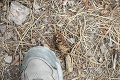 Pinus contorta murrayana