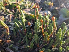 Cassiope tetragona