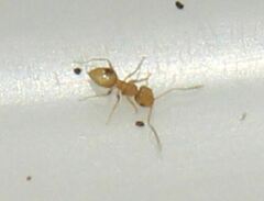Brachymyrmex minutus
