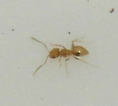 Brachymyrmex minutus