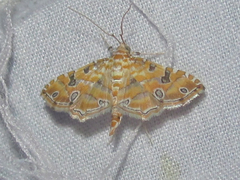 Ommatospila narcaeusalis
