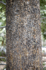 Pinus contorta murrayana