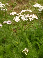 Achillea millefolium
