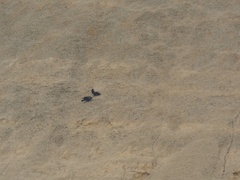 Corvus corax tingitanus