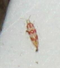 Haplothrips