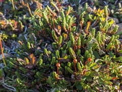 Cassiope tetragona