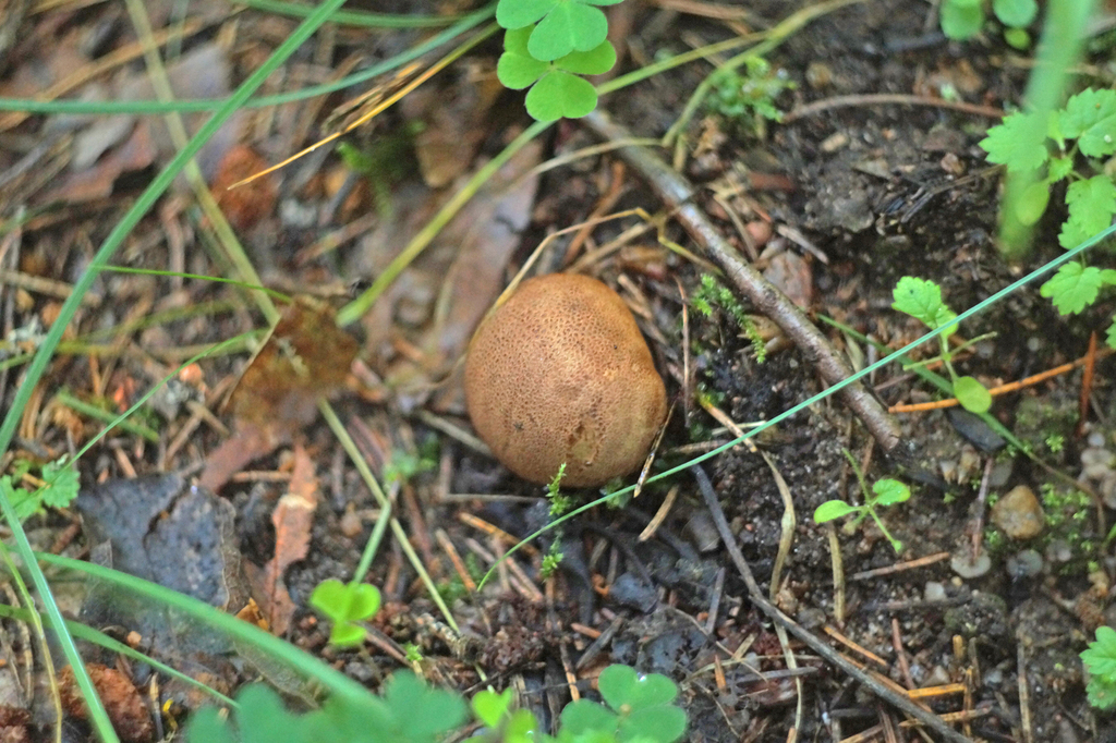 earthballs from Lahoysk, BY-MI, BY on July 26, 2022 at 09:02 AM by ...