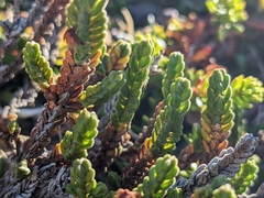 Cassiope tetragona