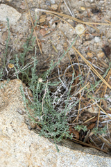 Erigeron breweri jacinteus