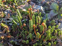 Cassiope tetragona