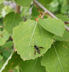 Symmorphus bifasciatus